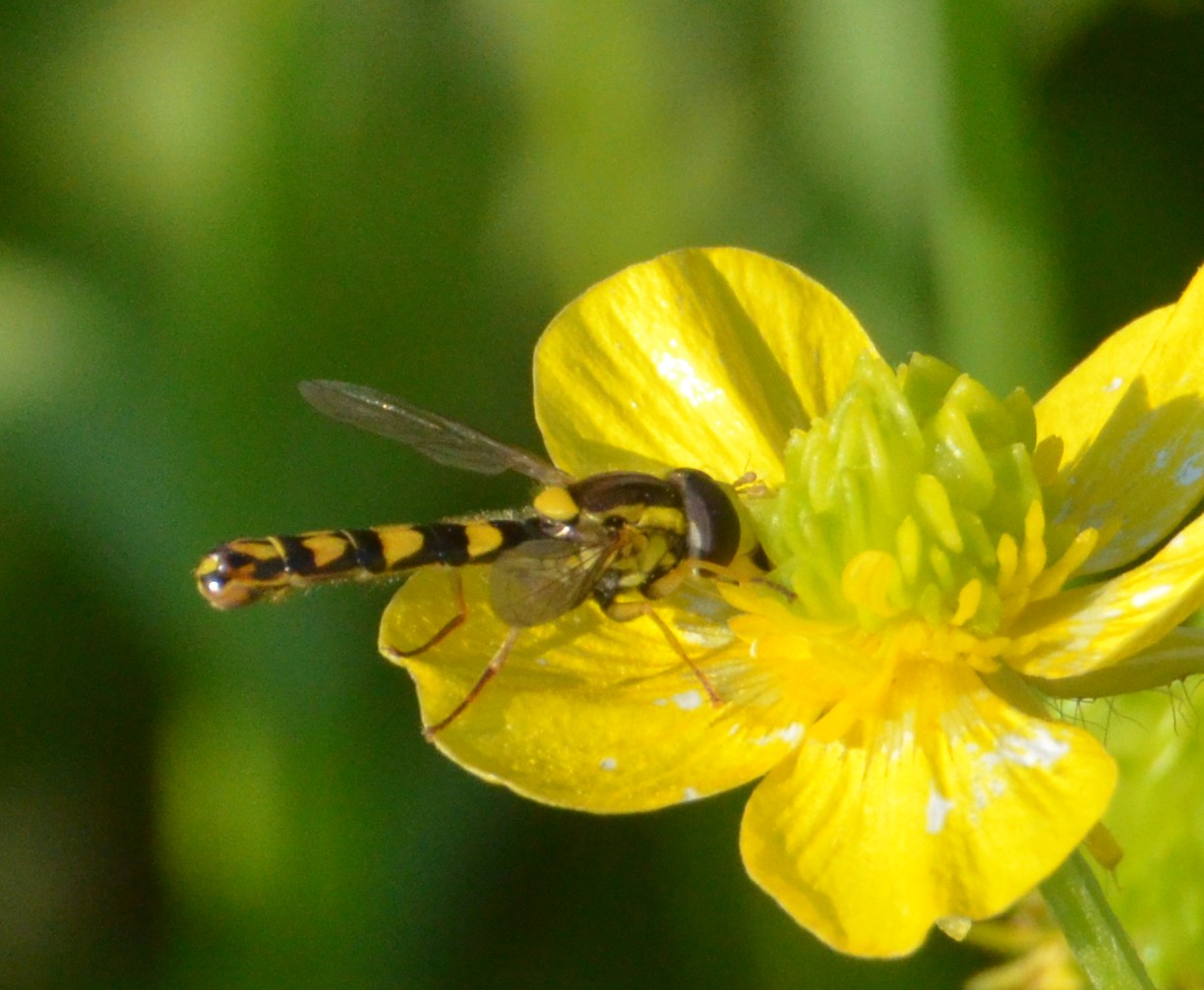 Sphaerophoria scripta? Si, maschio